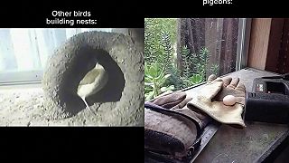 video Niektoré vtáčiky si stavajú parádne hniezda, iné to naopak celkom flákajú