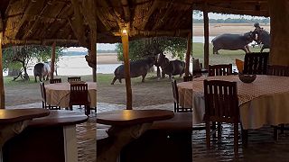 video Súboj dvoch urastených hrochov zaskočil ľudí v safari kempe