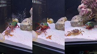 video Modlivková kreveta (Odontodactylus scyllarus) „rozbila“ silnými údermi kraba