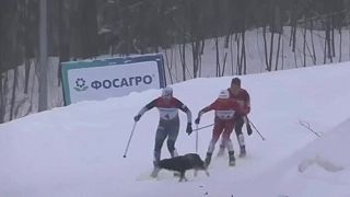 video Túlavý pes zapríčinil na súťaži v behu na lyžiach škaredý pád dvoch pretekárok