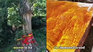 Zlaté Nanmu (Jinsi Nanmu)