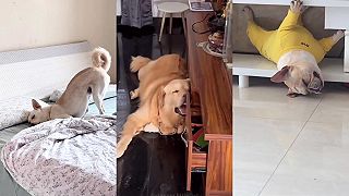 video Keď psy zaspia v zábavných polohách