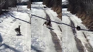 video Súboje zajacov poľných sú už v plnom prúde
