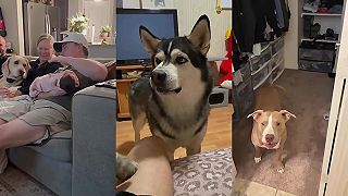 video Keď tvoj pes nedostane pozornosť, na ktorú je zvyknutý