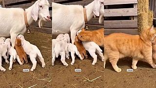 Ty nevieš, kto je tvoja mama?