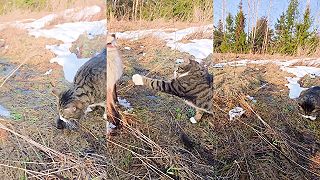 video Myš, mačka a líška