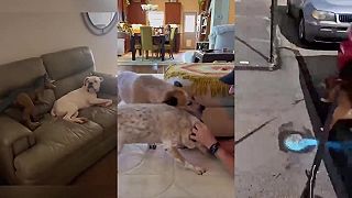 video Keď psy dostanú poriadnu paniku