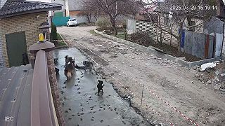 video Mňa z tých túlavých čoklov šľak trafí!