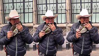 video Dá sa veľký list z fikusu použiť ako hudobný nástroj?