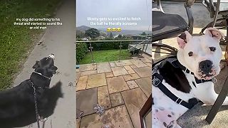 video POKAZENÉ PSY (kompilácia)