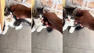 video Túlavé mačiatko zažije v útulku prvýkrát pohladenie