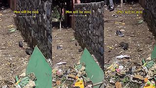 video Také obyčajné potkanie zápasy v Indii