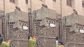 video Lúpežnícka opica vymenila ukradnutý mobil za jedlo