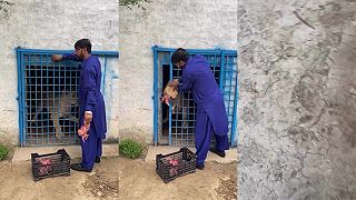 video Ali sa pri kŕmení levice trošku sekol, návšteva traumatológie ho neminula