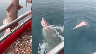 video Rybári pri Brači vytiahli zo siete obrovského hlbinného žraloka