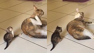 Mláďatá kopírujú správanie svojich rodičov