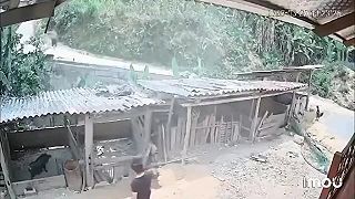 video Ani Frigo by nezaparkoval lepšie, mladá žena skončila medzi ošípanými