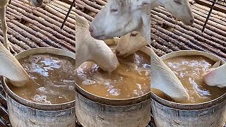 video Veď tá koza je potápač!