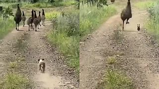 video Pes chcel ponaháňať mláďatá emu, bol tam však aj dospelý vták