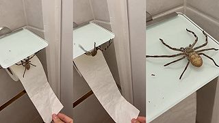video Na toaletnom papieri mal kamaráta - huntsmanovho pavúka