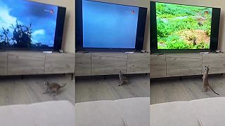 video Surikata sleduje surikaty v televízii, dravých vtákov sa naozaj boja!