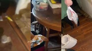 video Takto zamorený dom hlodavcami ste ešte nevideli, domáci s nimi spolunažívajú