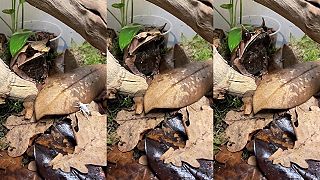 video No schválne, či rozpoznáte predátora, ktorý si pochutí na cvrčkovi?