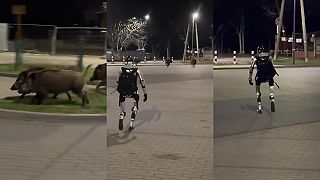 Medzičasom divé svine niekde v Poľsku