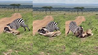 video Vraj keď sa levica zahryzne, už to má obeť spočítané (safari)