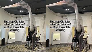 video Quetzalcoatlus northropi bol najväčší lietajúci živočích, aký kedy žil na Zemi