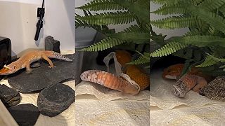 video Gekončík nočný sa potreboval už zvliecť, starú kožu následne zožral