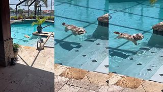 video Ten pes sa utopil v tom bazéne?