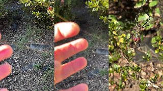 video Tento pavúk ohromuje svet: Trichonephila clavata má extrémne silné vlákna