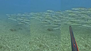 video Húf - ideálna situácia pri love rýb pomocou harpúny