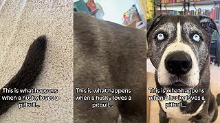 video Čo sa stane, keď sa spári husky s pitbullom?
