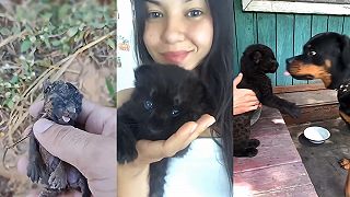 video Pred istou smrťou zachránili malé mačiatko (mysleli si)