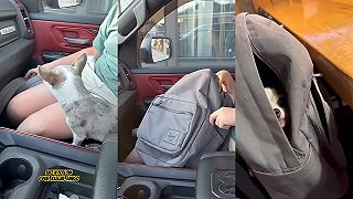 video Čivava nadovšetko miluje svoju tašku