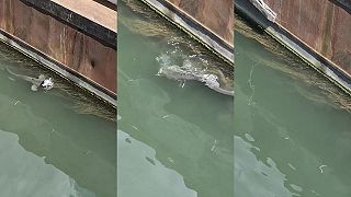 video Sumec stratil holuba, ktorého ulovil, hľadal ho potom na hladine