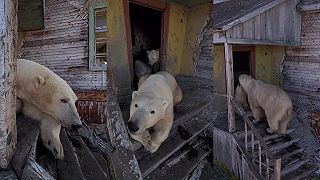 video Na ostrove Koljučin pri Čukotke obývajú starú meteorologickú stanicu medvede
