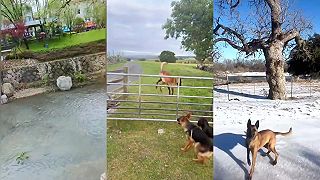 video Belgický malinois je jednoducho nezastaviteľný