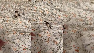 video Mám doma malú, pojašenú LASIČKU, je s ňou celkom zábava!