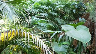 SONIC MUSIC - In The Jungle ( Hit 2026 )