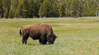 video Jeden deň v prekrásnom Yellowstone