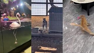 video Krátka, namakaná hudobno-zvieracia kompilácia na pobavenie