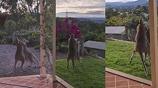 video Keď žiješ v Austrálii, môžeš zažiť aj toto (kengury)