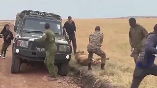 video Keď sa zdá, že sa uspatý lev zobudí skôr, ako všetci čakali
