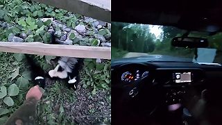 video Pozri, to sú malé skunky pruhované!