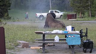 video Bizón vyhodil turistu do vzduchu vo Yellowstone: vážne ho zranil