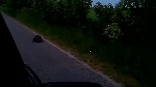 Dvaja Poliaci naháňajú bobra na aute
