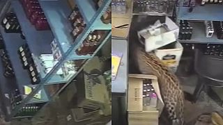 video V predajni alkoholu by si leoparda veru nečakal